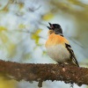 Penkava jikavec - Fringilla montifringilla - Brambling 8367